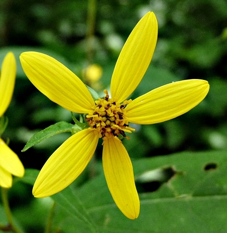 {Helianthus microcephalus}